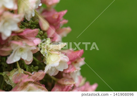繡球花在雨中濕潤 繡球花在雨中濕潤 141908096