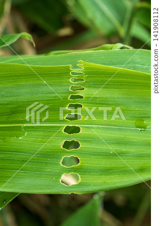 Holes in green leaves Holes in green leaves 141908112