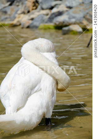 White swan captured during its natural grooming routine, with its curved neck reflected above the water. 141908420