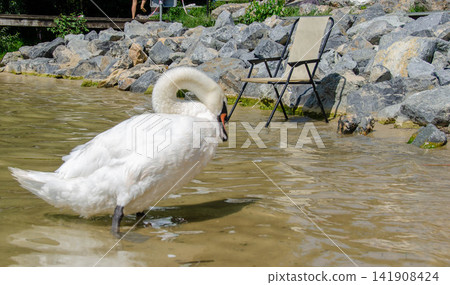 Natural wildlife scene featuring a white swan performing its daily grooming behavior on the water. Natural wildlife scene featuring a white swan performing its daily grooming behavior on the water. 141908424