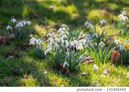 Snowdrop spring flowers. Beautifull snowdrop flower growing in snow in early spring forest. Fresh green well complementing the white Snowdrop blossoms. High quality photo Snowdrop spring flowers. Beautifull snowdrop flower growing in snow in early spring forest. Fresh green well complementing the white Snowdrop blossoms. High quality photo 141908440