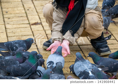 Cute little boy in green rubber boots is feeding pigeons from the bench. Image with toning and selective focus. A boy feeds pigeons in the park. High quality photo Cute little boy in green rubber boots is feeding pigeons from the bench. Image with toning and selective focus. A boy feeds pigeons in the park. High quality photo 141908441