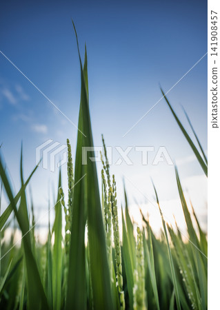 Young rice stalks stretching towards the blue sky 141908457