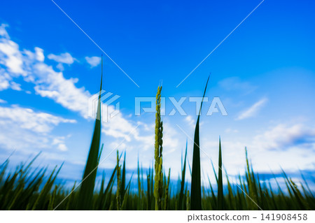 Green rice stalks stretching towards the clear blue sky Green rice stalks stretching towards the clear blue sky 141908458
