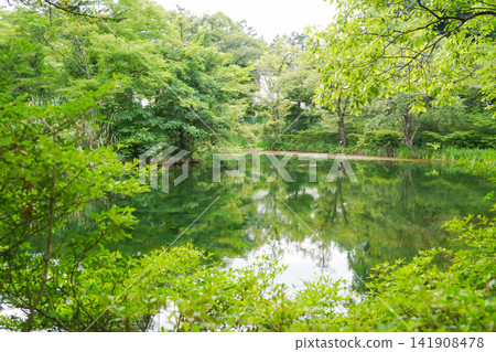 庫莫巴池的夏日景色,翠綠的樹木倒映在水中,美不勝收。 庫莫巴池的夏日景色,翠綠的樹木倒映在水中,美不勝收。 141908478