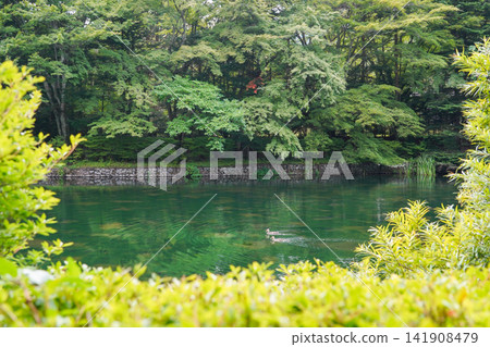 Karuizawa's Kumoba Pond in summer, surrounded by stone embankments and lush greenery. Karuizawa's Kumoba Pond in summer, surrounded by stone embankments and lush greenery. 141908479