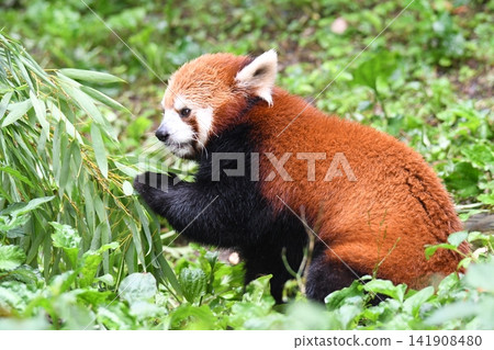Lesser panda Lesser panda 141908480