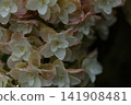 粉紅色的繡球花在雨中濕漉漉的 141908481