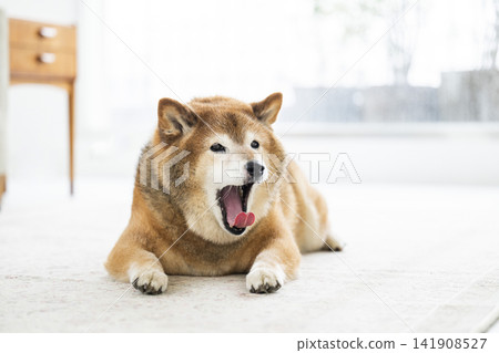 A Shiba Inu yawning in the living room A Shiba Inu yawning in the living room 141908527