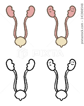 腎臟插圖和線條畫 腎臟插圖和線條畫 141908548