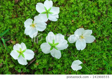 鳥兒們的惡作劇：櫻花被吸乾花蜜後，掉落在苔蘚上。 141908555