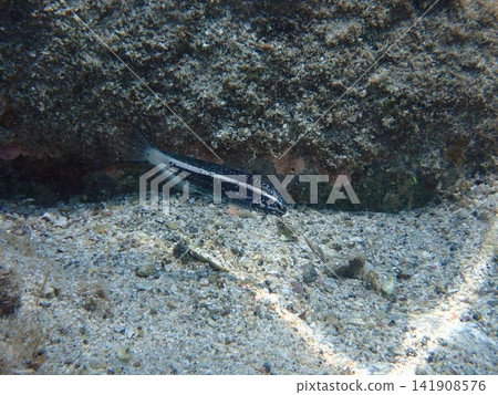 魚 水生的 水下 141908576