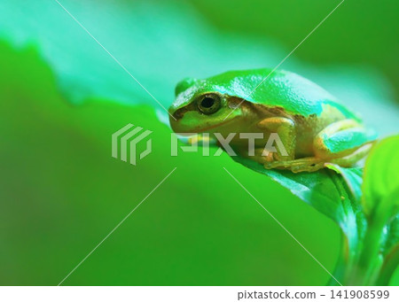 A close-up of a Japanese tree frog on a leaf, facing left. A close-up of a Japanese tree frog on a leaf, facing left. 141908599