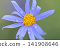 瑪格麗特在雨中濕透了 141908646