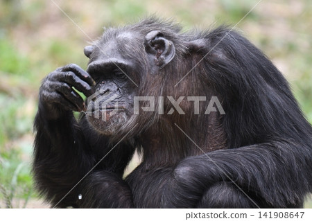 Chimpanzee Chimpanzee 141908647