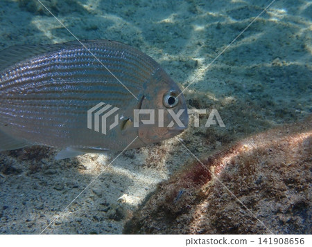 一條鯛魚在岩石海底遊動。 141908656