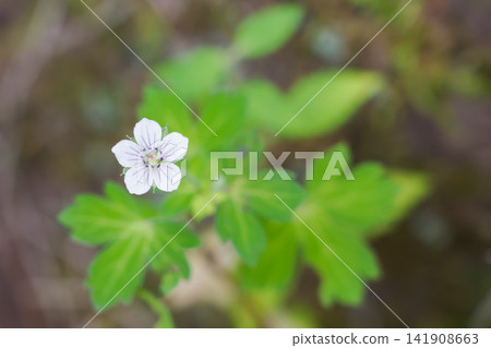 黑花天竺葵(留白) 黑花天竺葵(留白) 141908663