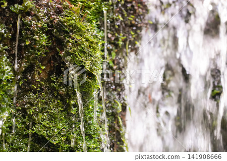 Beautiful spring water dripping from moss-covered rock faces. 141908666