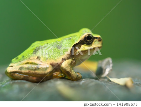 Japanese tree frog, close-up facing right Japanese tree frog, close-up facing right 141908673