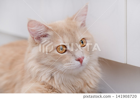 Close up portrait of a fluffy ginger cat with big amber eyes looking up Close up portrait of a fluffy ginger cat with big amber eyes looking up 141908720