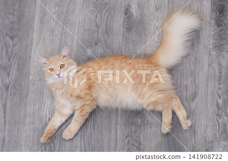 Top view of a fluffy ginger cat lying on grey laminate floor and looking up Top view of a fluffy ginger cat lying on grey laminate floor and looking up 141908722