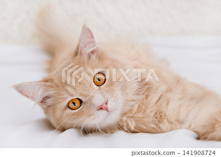 Close up portrait of a beautiful fluffy ginger cat with big amber eyes lying in bed Close up portrait of a beautiful fluffy ginger cat with big amber eyes lying in bed 141908724