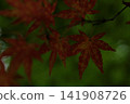秋天的紅葉 141908726