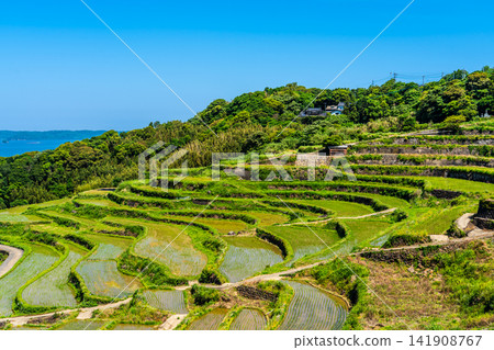 Tsuchiya Rice Terraces (after rice planting) [Matsuura City, Nagasaki Prefecture] 141908767