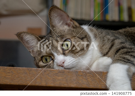 A cat to relax A cat to relax 141908775