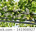 Grapes ripening on a trellis, covered with bags. 141908927