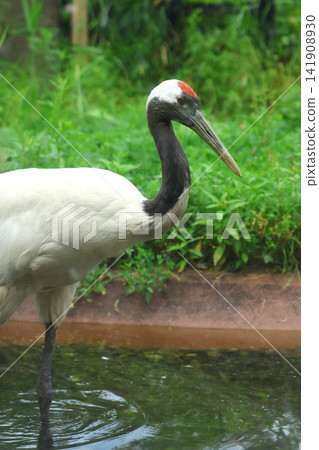 Red-crowned crane/Asahiyama Zoo (Asahikawa City, Hokkaido) Red-crowned crane/Asahiyama Zoo (Asahikawa City, Hokkaido) 141908930
