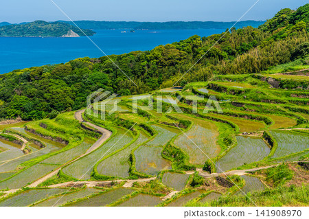 Tsuchiya Rice Terraces (after rice planting) [Matsuura City, Nagasaki Prefecture] 141908970