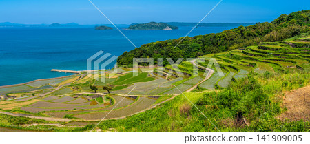 Tsuchiya Rice Terraces (after rice planting) Panorama [Matsuura City, Nagasaki Prefecture] 141909005