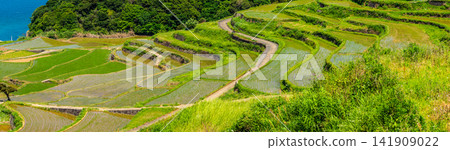 Tsuchiya Rice Terraces (after rice planting) Panorama [Matsuura City, Nagasaki Prefecture] 141909022