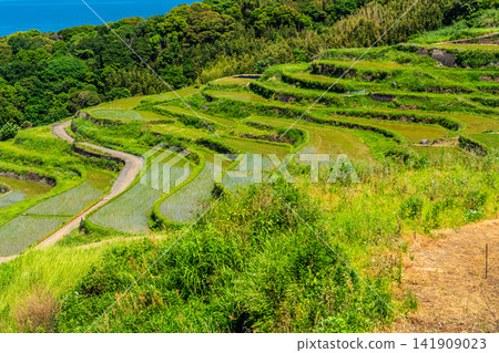 Tsuchiya Rice Terraces (after rice planting) [Matsuura City, Nagasaki Prefecture] 141909023