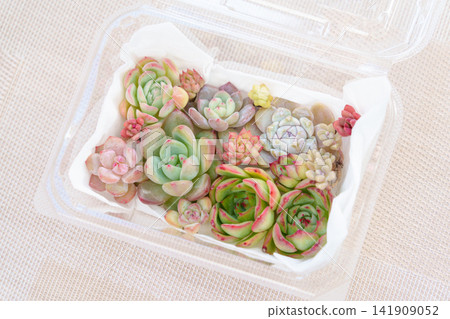 Assortment of succulent plant cuttings Assortment of succulent plant cuttings 141909052