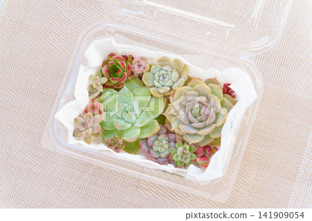 Assortment of succulent plant cuttings Assortment of succulent plant cuttings 141909054