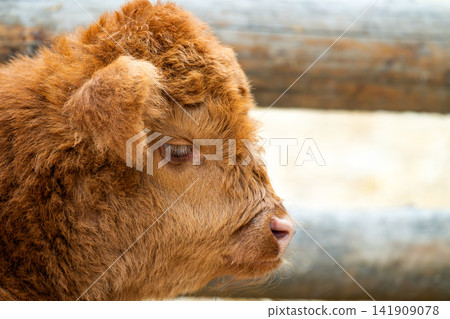 Highland cow bull. Wild animal and wildlife. Animal in zoo. Highland cow bull in zoo park. Wildlife and fauna. Highland cow bull. Wild animal and wildlife. Animal in zoo. Highland cow bull in zoo park. Wildlife and fauna. 141909078