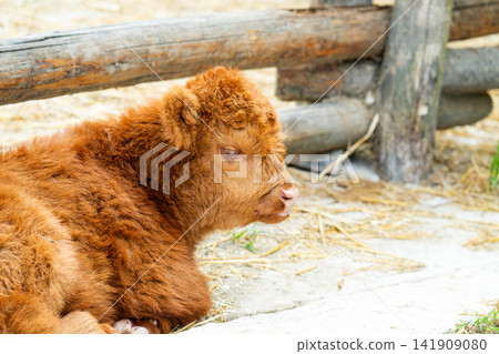 Highland cow bull. Wild animal and wildlife. Animal in zoo. Highland cow bull in zoo park. Wildlife and fauna. Highland cow bull. Wild animal and wildlife. Animal in zoo. Highland cow bull in zoo park. Wildlife and fauna. 141909080