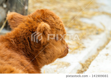 Highland cow bull. Wild animal and wildlife. Animal in zoo. Highland cow bull in zoo park. Wildlife and fauna. Highland cow bull. Wild animal and wildlife. Animal in zoo. Highland cow bull in zoo park. Wildlife and fauna. 141909081