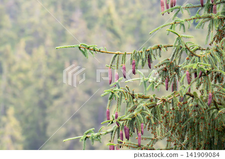 A spruce branch with young needles A spruce branch with young needles 141909084