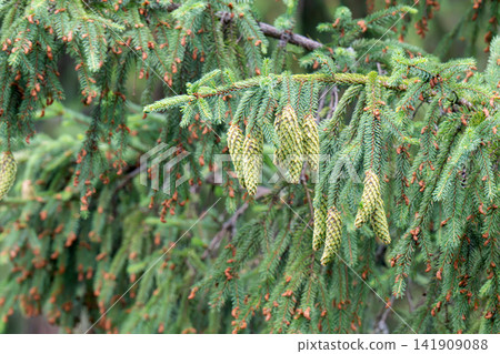 A spruce branch with young needles A spruce branch with young needles 141909088