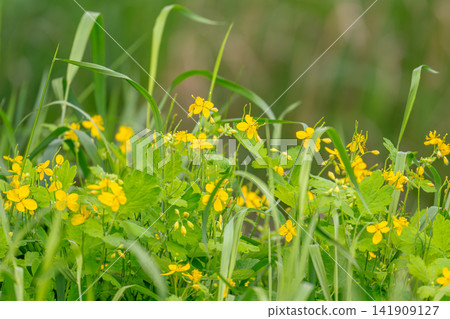 landscape of summer grass in the meadow landscape of summer grass in the meadow 141909127
