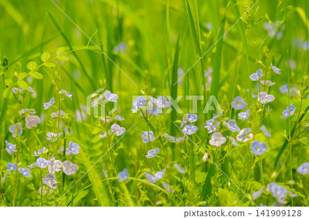 landscape of summer grass in the meadow landscape of summer grass in the meadow 141909128