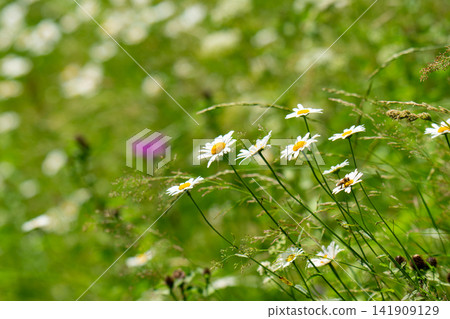 landscape of summer grass in the meadow landscape of summer grass in the meadow 141909129