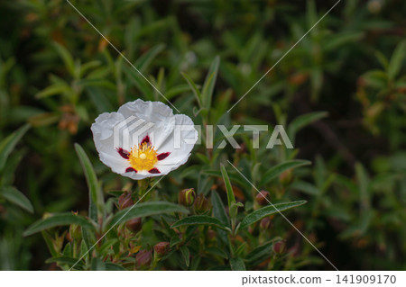 Cistus ladanifer flower with spotted petals and green leaves Cistus ladanifer flower with spotted petals and green leaves 141909170