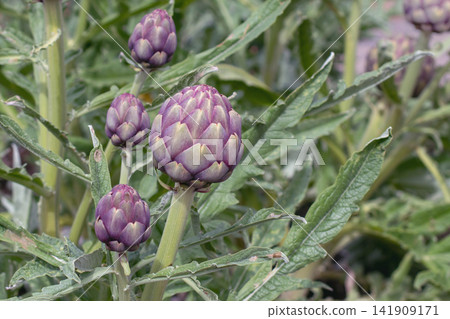 Purple globe artichoke buds growing in an organic vegetable garden Purple globe artichoke buds growing in an organic vegetable garden 141909171