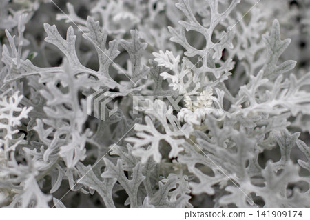 Silvery lacy foliage of dusty miller Senecio cineraria closeup Silvery lacy foliage of dusty miller Senecio cineraria closeup 141909174