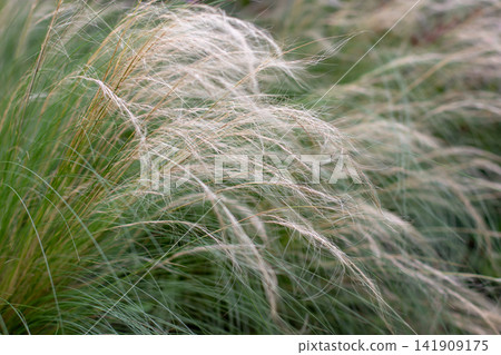 Abstract Stipa tenuissima ornamental grass foliage forming natural flowing background Abstract Stipa tenuissima ornamental grass foliage forming natural flowing background 141909175