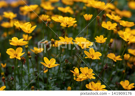 Bright yellow Bidens ferulifolia flowers forming a colorful garden bed Bright yellow Bidens ferulifolia flowers forming a colorful garden bed 141909176